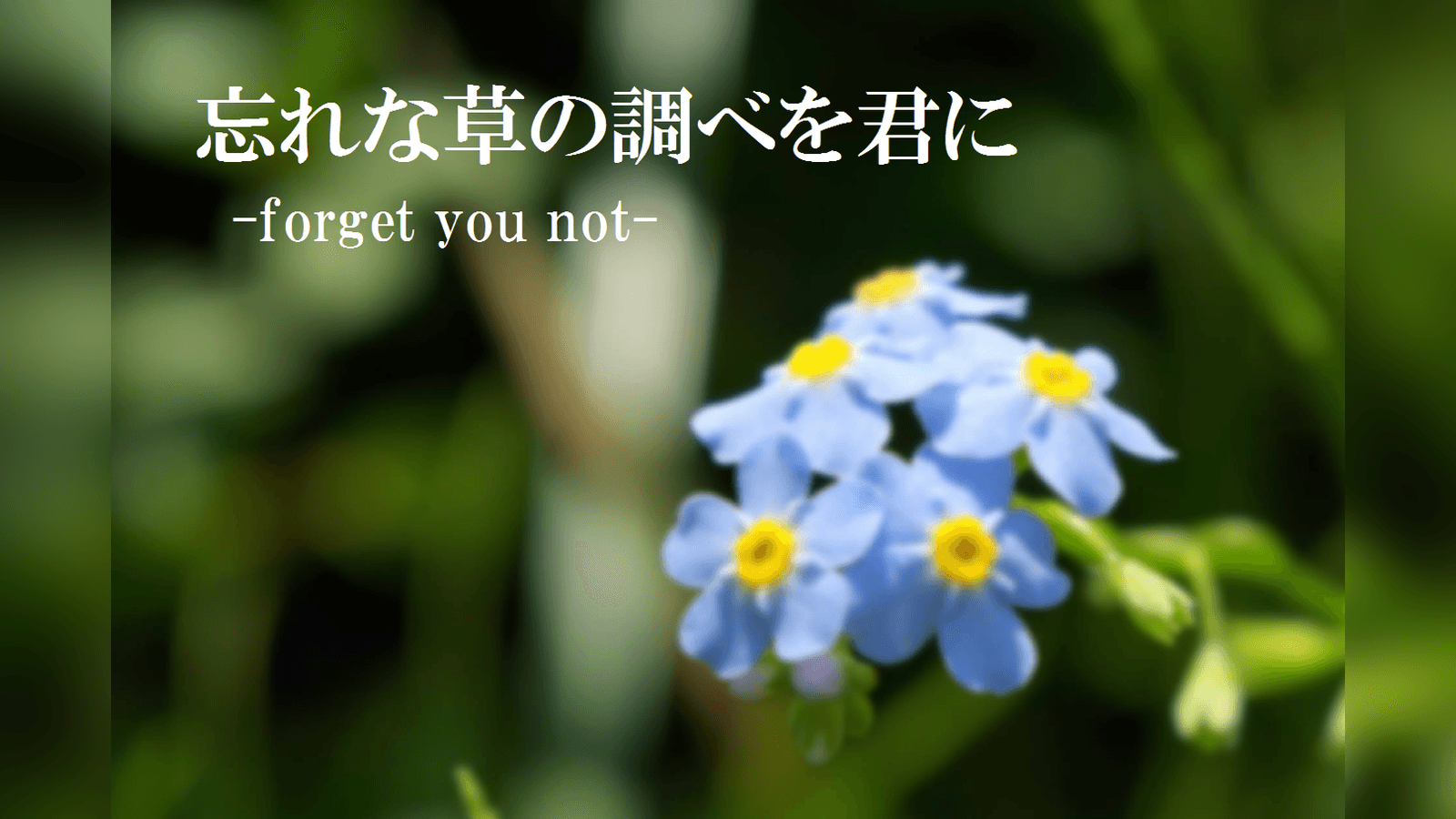忘れな草の調べを君に