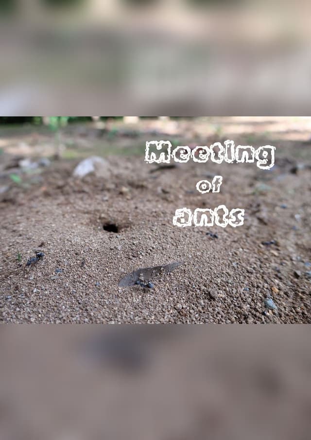 Meeting of ants