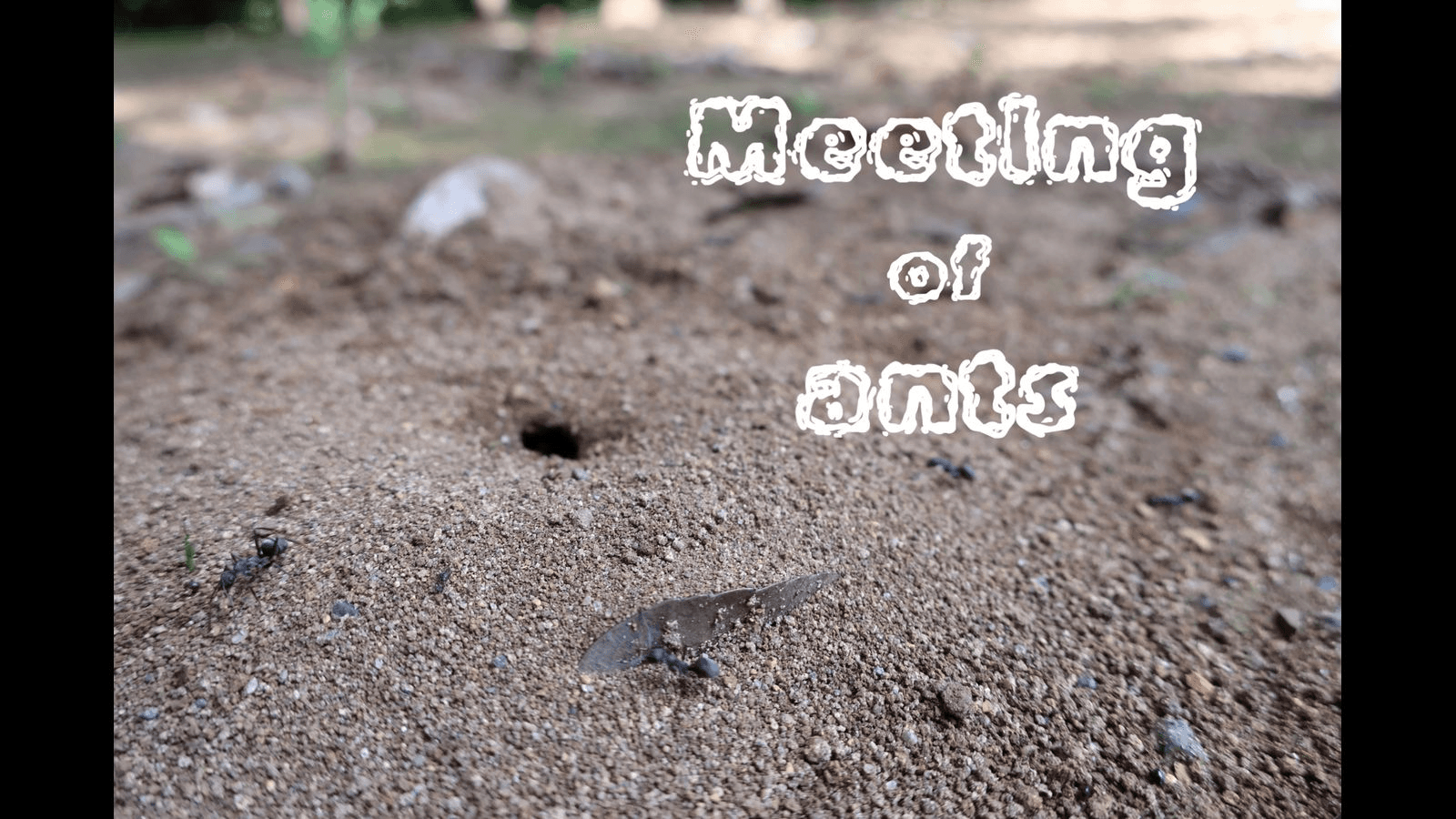 Meeting of ants
