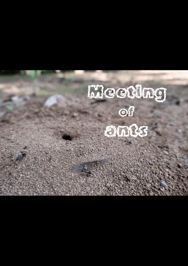 Meeting of ants