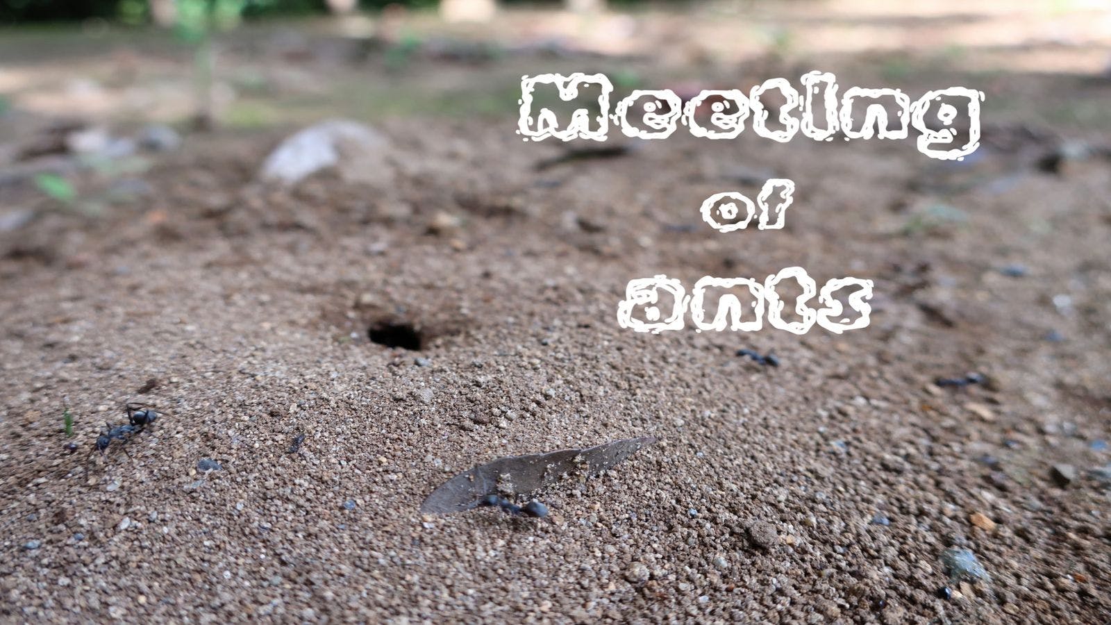 Meeting of ants